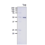SDS-PAGE analysis of E. coli Photolyase.
