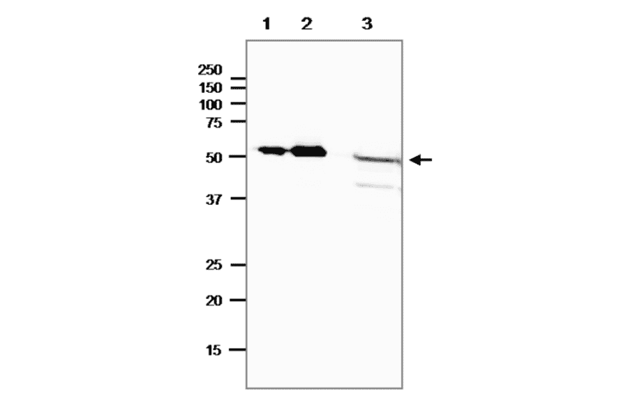 Western blot of E. coli photolyase.