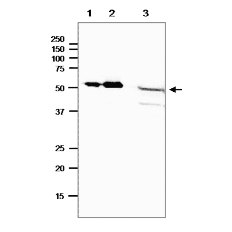 Western blot of E. coli photolyase.