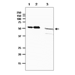 Western blot of E. coli photolyase.