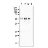 Immunoprecipitationm of E. coli Photolyase.