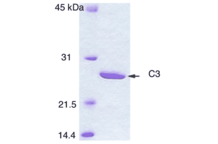 Polyacrylamide gel electrophoresis of C3 enzyme.