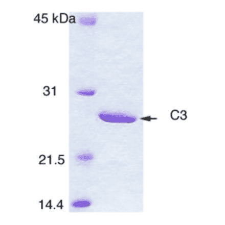 Polyacrylamide gel electrophoresis of C3 enzyme.
