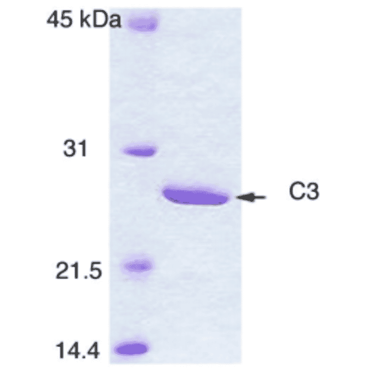Polyacrylamide gel electrophoresis of C3 enzyme.