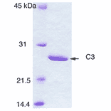 Polyacrylamide gel electrophoresis of C3 enzyme.