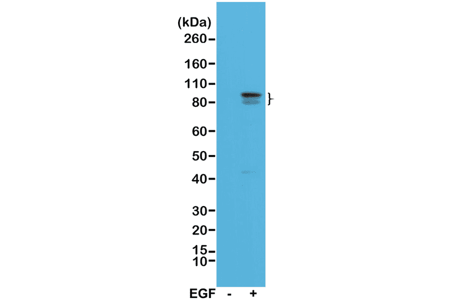 Western Blot - Anti-STAT3 (phospho Tyr705) Antibody [RM261] (A121192) - Antibodies.com