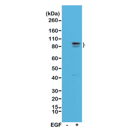 Western Blot - Anti-STAT3 (phospho Tyr705) Antibody [RM261] (A121192) - Antibodies.com