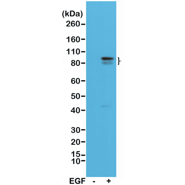 Western Blot - Anti-STAT3 (phospho Tyr705) Antibody [RM261] (A121192) - Antibodies.com