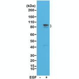 Western Blot - Anti-STAT3 (phospho Tyr705) Antibody [RM261] (A121192) - Antibodies.com