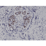 Immunohistochemistry - Anti-STAT3 (phospho Tyr705) Antibody [RM261] (A121239) - Antibodies.com
