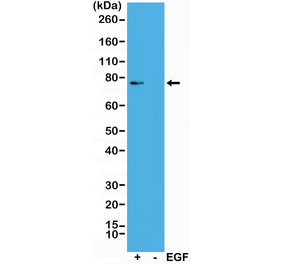 Western Blot - Anti-RSK1 (phospho Thr359 + Ser363) Antibody [RM233] (A121193) - Antibodies.com