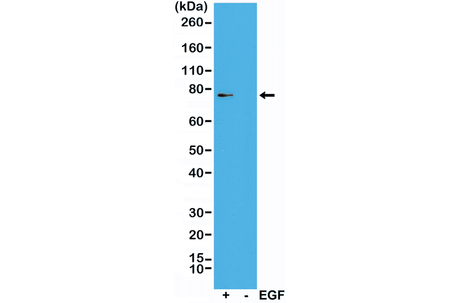 Western Blot - Anti-RSK1 (phospho Thr359 + Ser363) Antibody [RM233] (A121193) - Antibodies.com