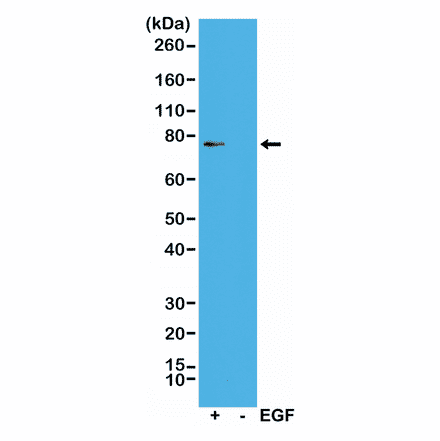 Western Blot - Anti-RSK1 (phospho Thr359 + Ser363) Antibody [RM233] (A121193) - Antibodies.com