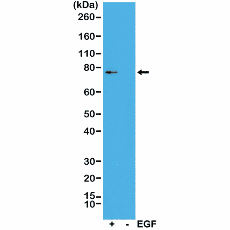 Western Blot - Anti-RSK1 (phospho Thr359 + Ser363) Antibody [RM233] (A121193) - Antibodies.com