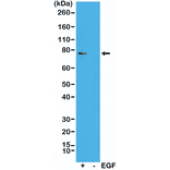 Western Blot - Anti-RSK1 (phospho Thr359 + Ser363) Antibody [RM233] (A121193) - Antibodies.com