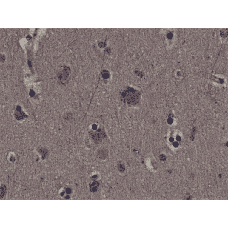 Immunohistochemistry - Anti-RSK1 (phospho Thr359 + Ser363) Antibody [RM233] (A121395) - Antibodies.com