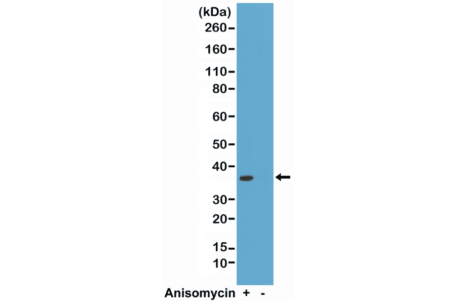 Western Blot - Anti-p38 MAPK (phospho Thr180 + Tyr182) Antibody [RM243] (A121194) - Antibodies.com