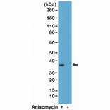 Western Blot - Anti-p38 MAPK (phospho Thr180 + Tyr182) Antibody [RM243] (A121194) - Antibodies.com