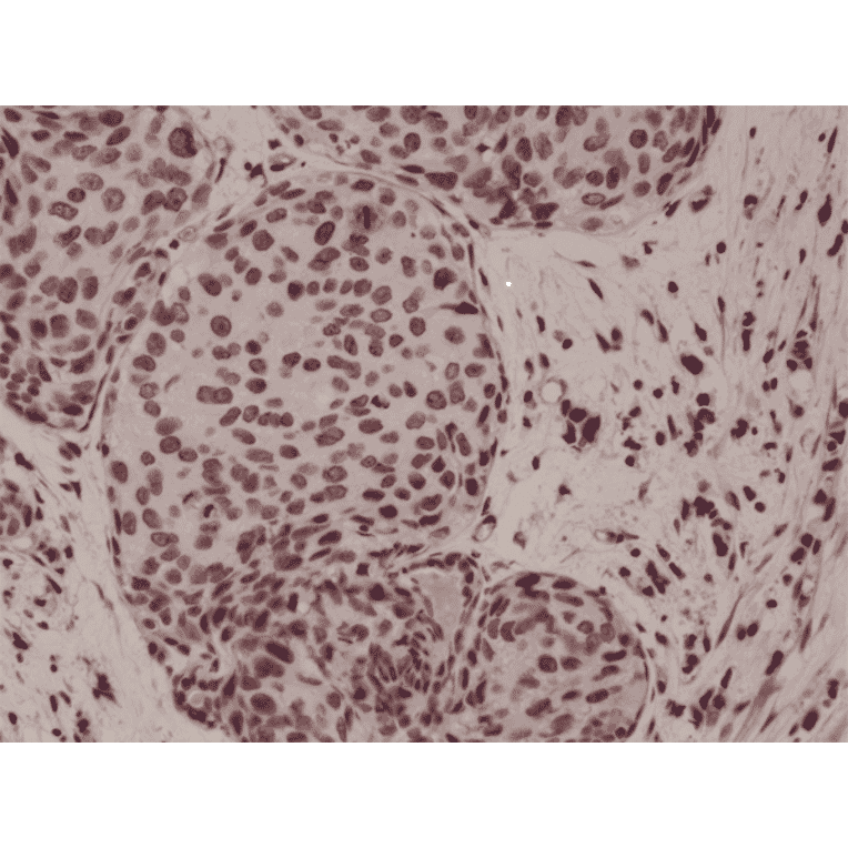 Immunohistochemistry - Anti-p38 MAPK (phospho Thr180 + Tyr182) Antibody [RM243] (A121399) - Antibodies.com