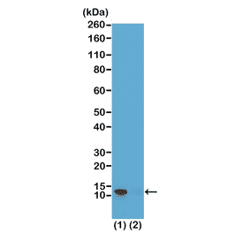 Western Blot - Anti-Histone H4 (phospho Ser1) Antibody [RM194] (A121195) - Antibodies.com