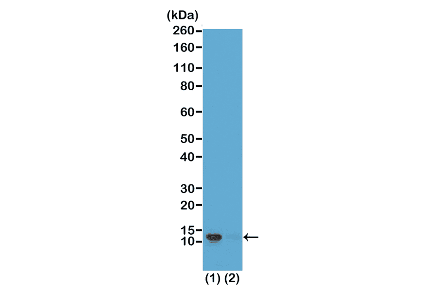 Western Blot - Anti-Histone H4 (phospho Ser1) Antibody [RM194] (A121195) - Antibodies.com