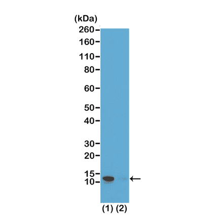 Western Blot - Anti-Histone H4 (phospho Ser1) Antibody [RM194] (A121195) - Antibodies.com