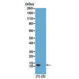 Western Blot - Anti-Histone H4 (phospho Ser1) Antibody [RM194] (A121195) - Antibodies.com