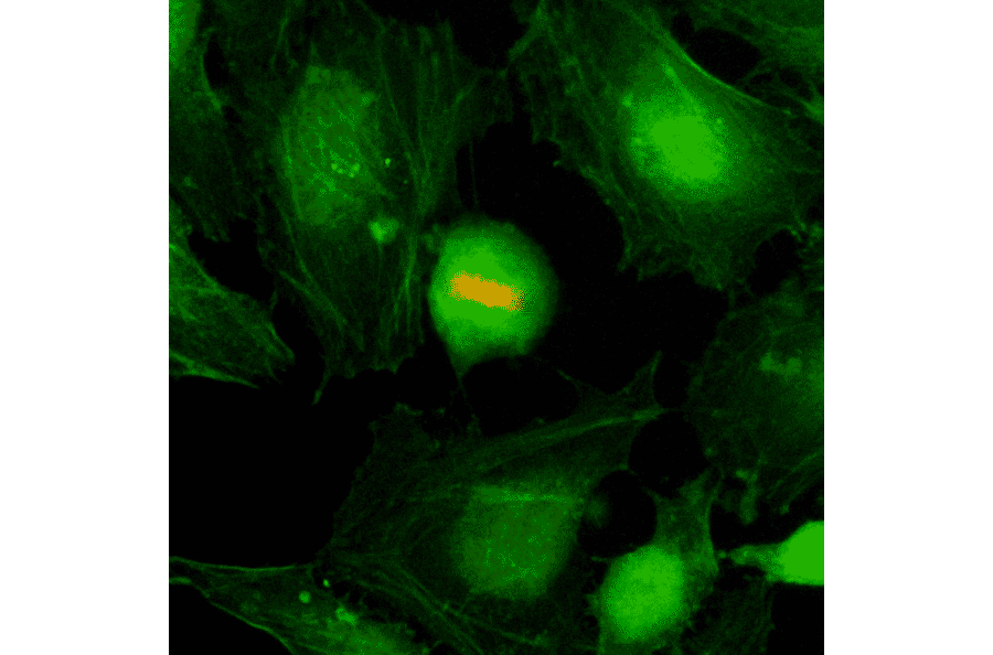 Immunocytochemistry - Anti-Histone H4 (phospho Ser1) Antibody [RM194] (A121231) - Antibodies.com