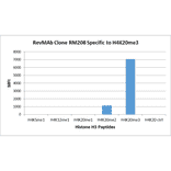 Multiplex Immunoassay - Anti-Histone H4 (mono methyl Lys20) Antibody [RM208] (A121216) - Antibodies.com