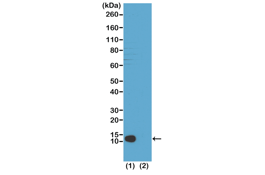 Western Blot - Anti-Histone H4 (mono methyl Lys20) Antibody [RM208] (A121196) - Antibodies.com