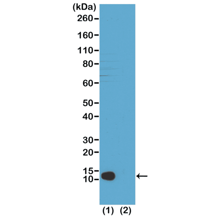 Western Blot - Anti-Histone H4 (mono methyl Lys20) Antibody [RM208] (A121196) - Antibodies.com