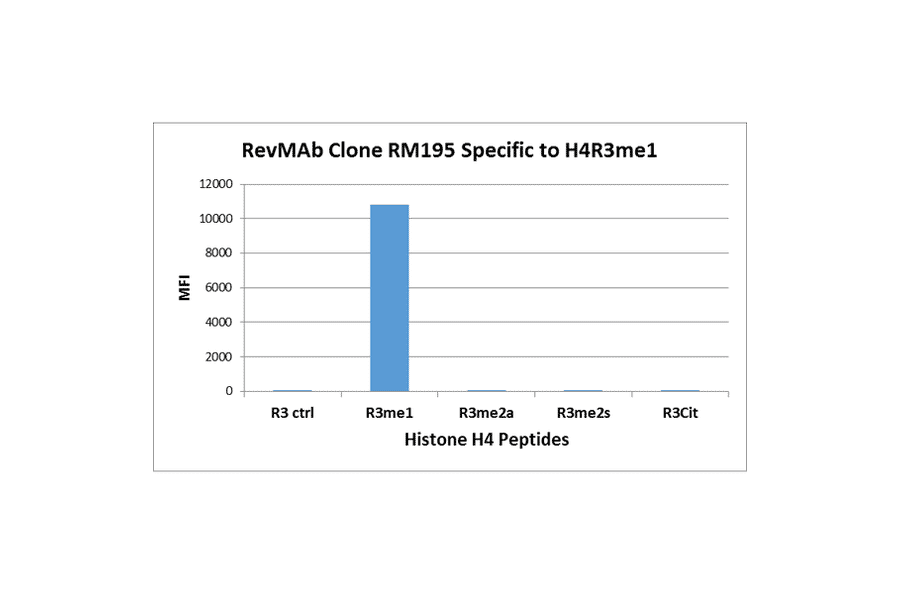 Multiplex Immunoassay - Anti-Histone H4 (mono methyl Arg3) Antibody [RM195] (A121197) - Antibodies.com