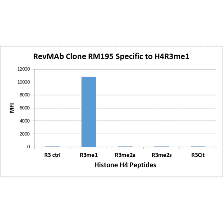 Multiplex Immunoassay - Anti-Histone H4 (mono methyl Arg3) Antibody [RM195] (A121197) - Antibodies.com