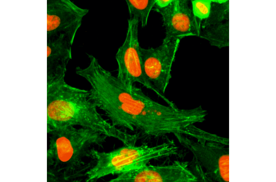 Immunocytochemistry - Anti-Histone H4 (mono methyl Arg3) Antibody [RM195] (A121195) - Antibodies.com