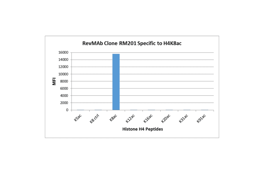 Multiplex Immunoassay - Anti-Histone H4 (acetyl Lys8) Antibody [RM201] (A121198) - Antibodies.com