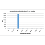 Multiplex Immunoassay - Anti-Histone H4 (acetyl Lys8) Antibody [RM201] (A121198) - Antibodies.com