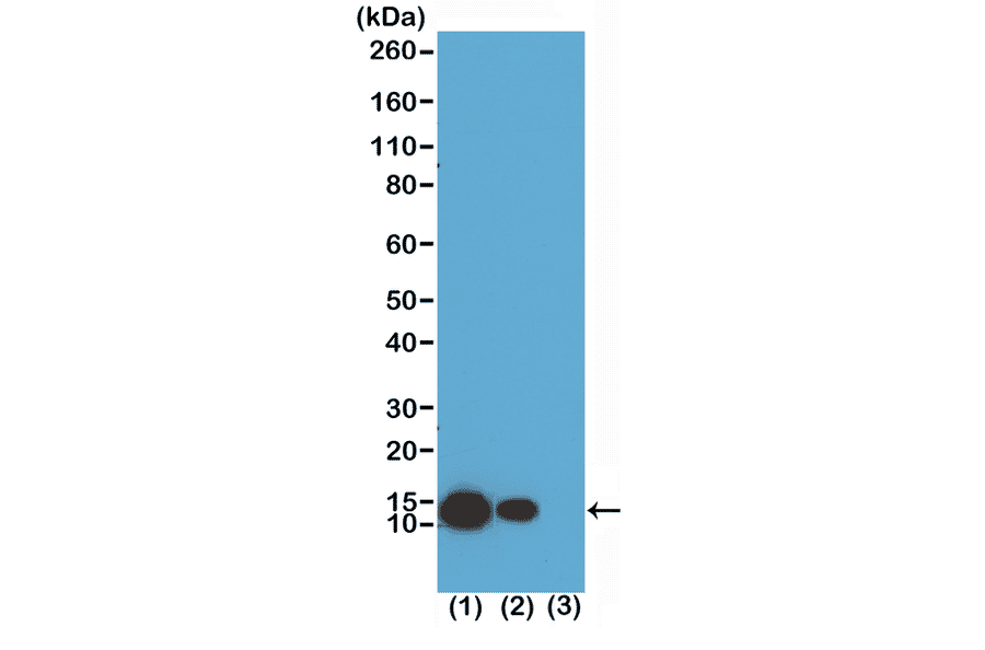 Western Blot - Anti-Histone H4 (acetyl Lys8) Antibody [RM201] (A121198) - Antibodies.com