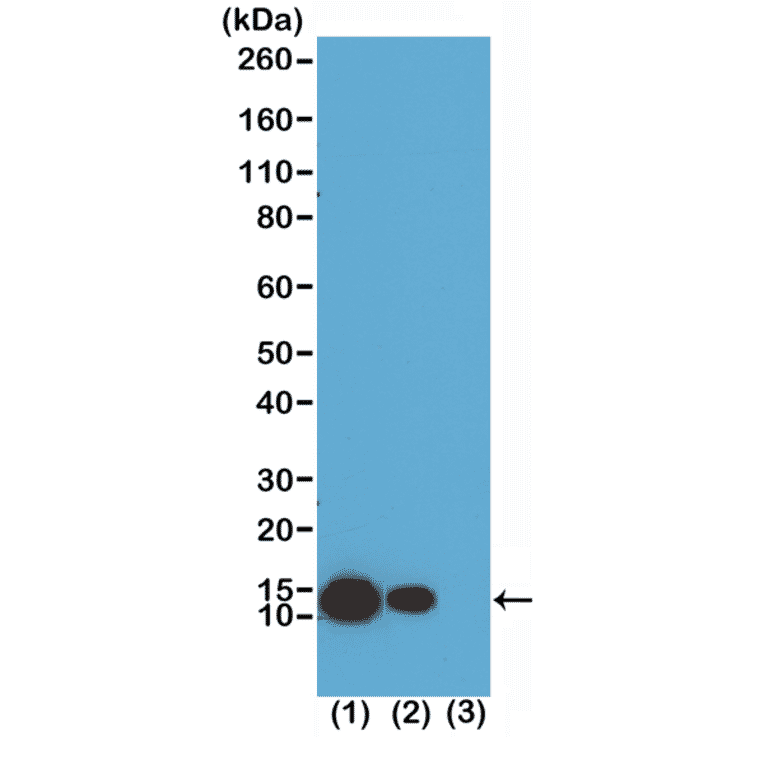 Western Blot - Anti-Histone H4 (acetyl Lys8) Antibody [RM201] (A121198) - Antibodies.com