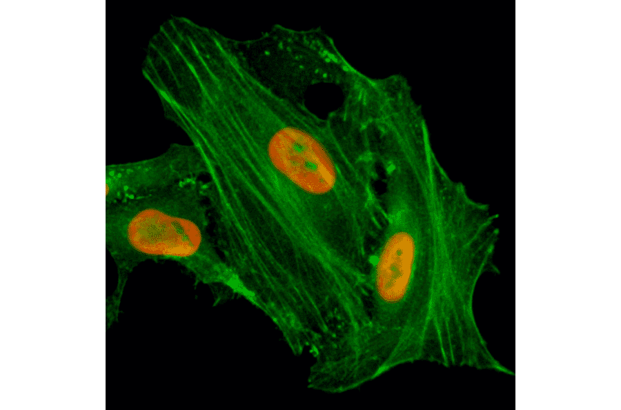 Immunocytochemistry - Anti-Histone H4 (acetyl Lys8) Antibody [RM201] (A121199) - Antibodies.com