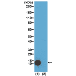 Western Blot - Anti-Histone H4 (acetyl Lys5) Antibody [RM199] (A121199) - Antibodies.com