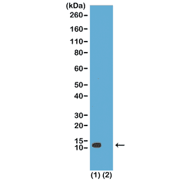 Western Blot - Anti-Histone H4 (acetyl Lys20) Antibody [RM205] (A121200) - Antibodies.com