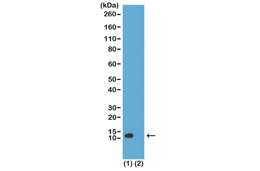Western Blot - Anti-Histone H4 (acetyl Lys20) Antibody [RM205] (A121200) - Antibodies.com