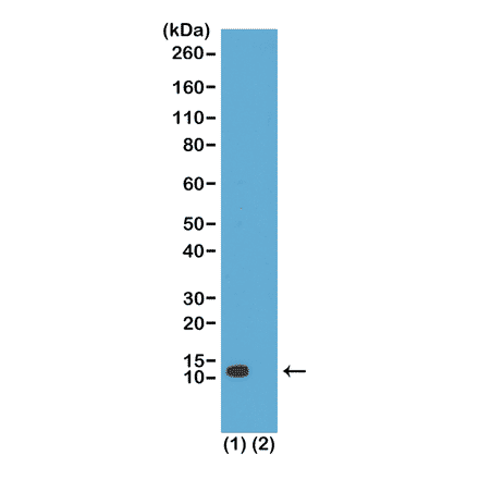 Western Blot - Anti-Histone H4 (acetyl Lys20) Antibody [RM205] (A121200) - Antibodies.com