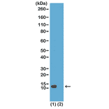Western Blot - Anti-Histone H4 (acetyl Lys20) Antibody [RM205] (A121200) - Antibodies.com