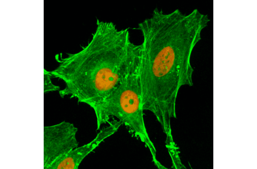Immunocytochemistry - Anti-Histone H4 (acetyl Lys20) Antibody [RM205] (A121201) - Antibodies.com
