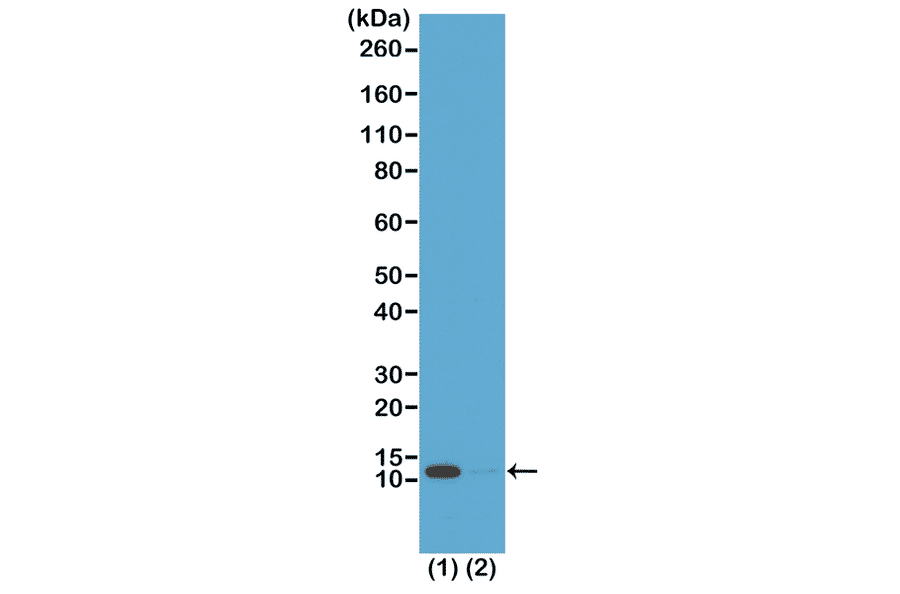 Western Blot - Anti-Histone H4 (acetyl Lys16) Antibody [RM204] (A121201) - Antibodies.com
