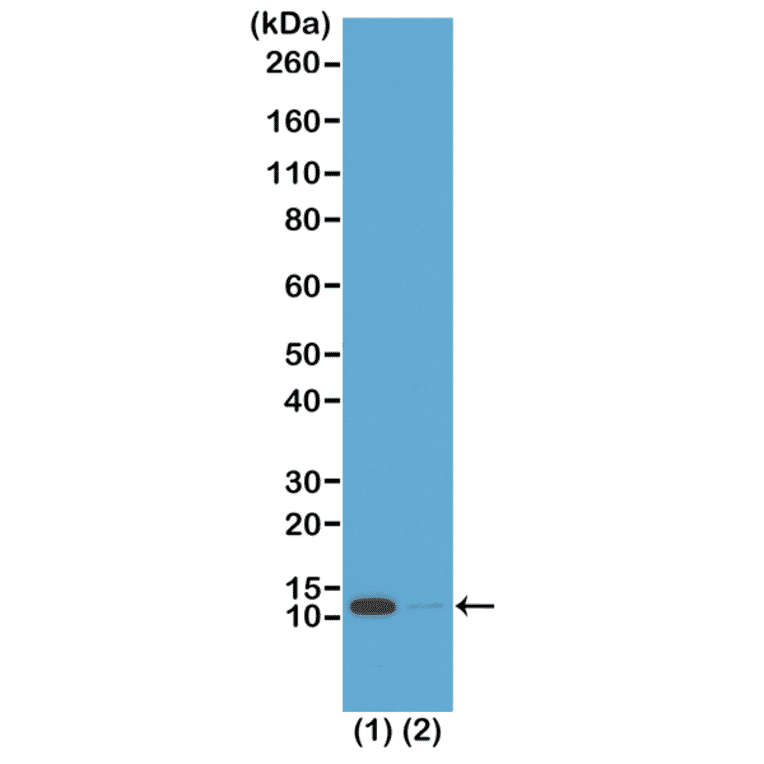 Western Blot - Anti-Histone H4 (acetyl Lys16) Antibody [RM204] (A121201) - Antibodies.com