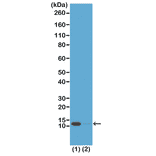 Western Blot - Anti-Histone H4 (acetyl Lys16) Antibody [RM204] (A121201) - Antibodies.com