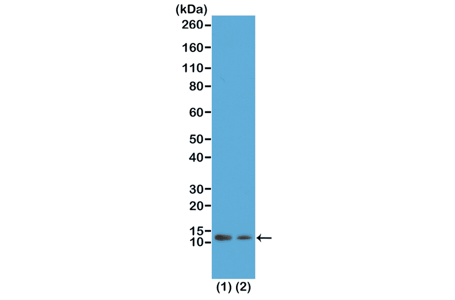 Western Blot - Anti-Histone H4 (acetyl Lys12) Antibody [RM202] (A121202) - Antibodies.com
