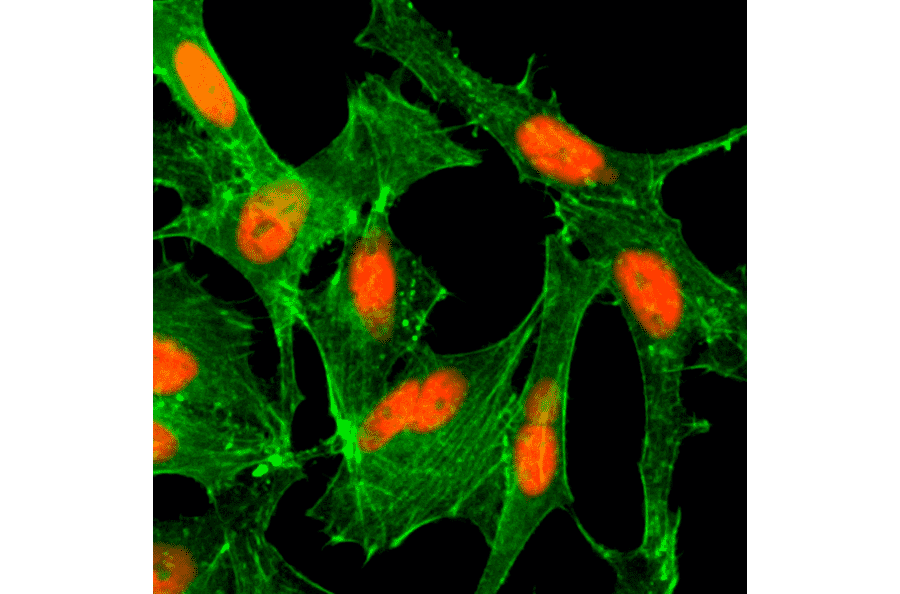 Immunocytochemistry - Anti-Histone H4 (acetyl Lys12) Antibody [RM202] (A121235) - Antibodies.com